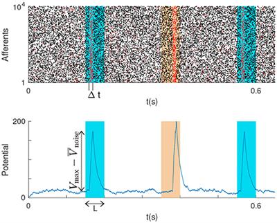 Optimal Localist and Distributed Coding of Spatiotemporal Spike Patterns Through STDP and Coincidence Detection